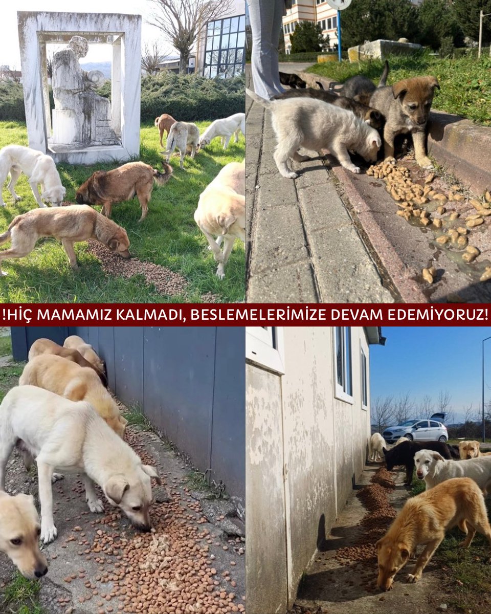 KOÜ Doğa ve Hayvan Dostları Kulübü 🐾 tweet media