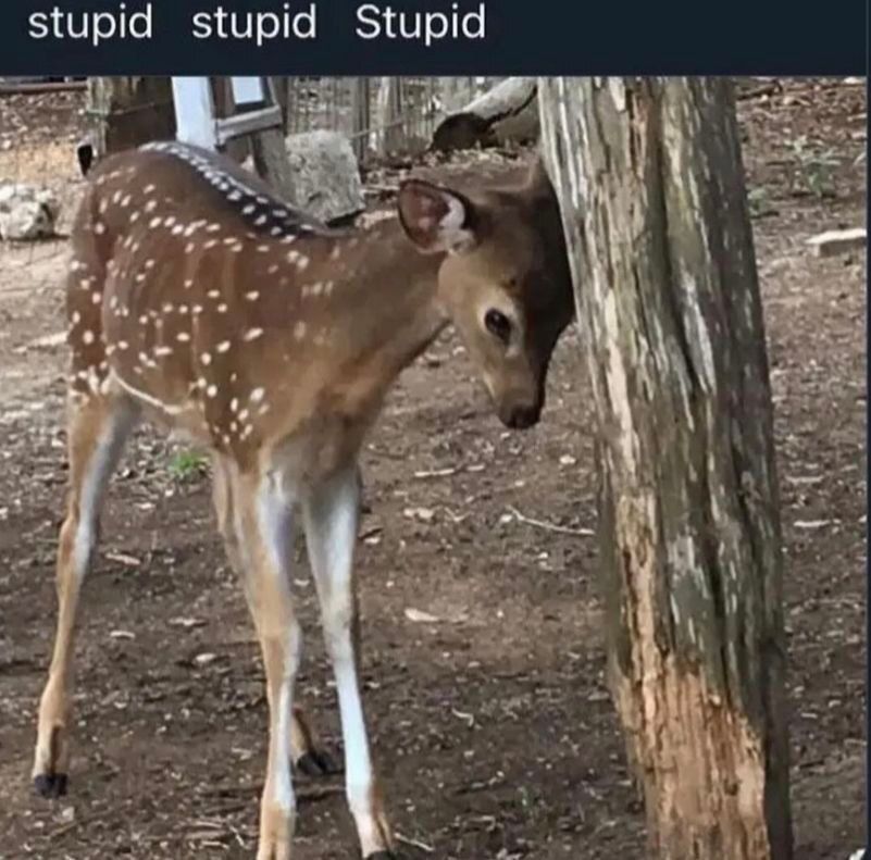 Deer in Places they Shouldn't Be tweet media