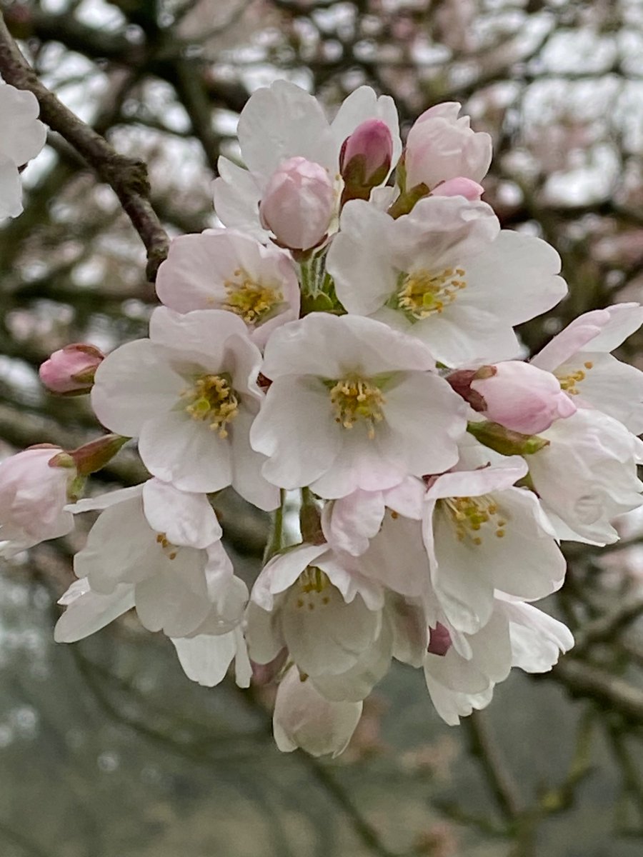 I’m not sure if these count as #WhiteFlowers due to the gorgeous hints of pink, but the blossoms are incredibly beautiful. I spent so long admiring them that a dog wandered over to see what I was doing! #WildflowerHour