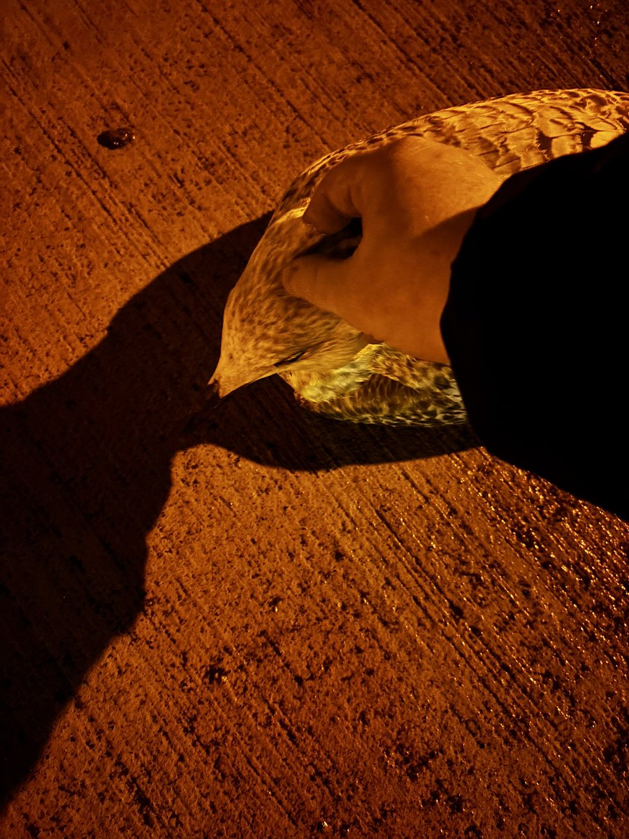 Dr Rob Leigh tweet media