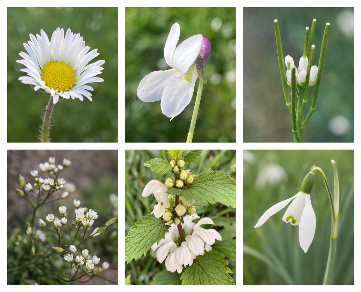 suzirowcliffe's tweet photo. For this week’s @wildflower_hour #WhiteFlowers challenge.
All photographed in my garden or very close to home: daisy, white violet, bittercress, whitlowgrass, white dead-nettle and snowdrop. #WildflowerHour #botany #nature https://t.co/EqwdBO0MeL