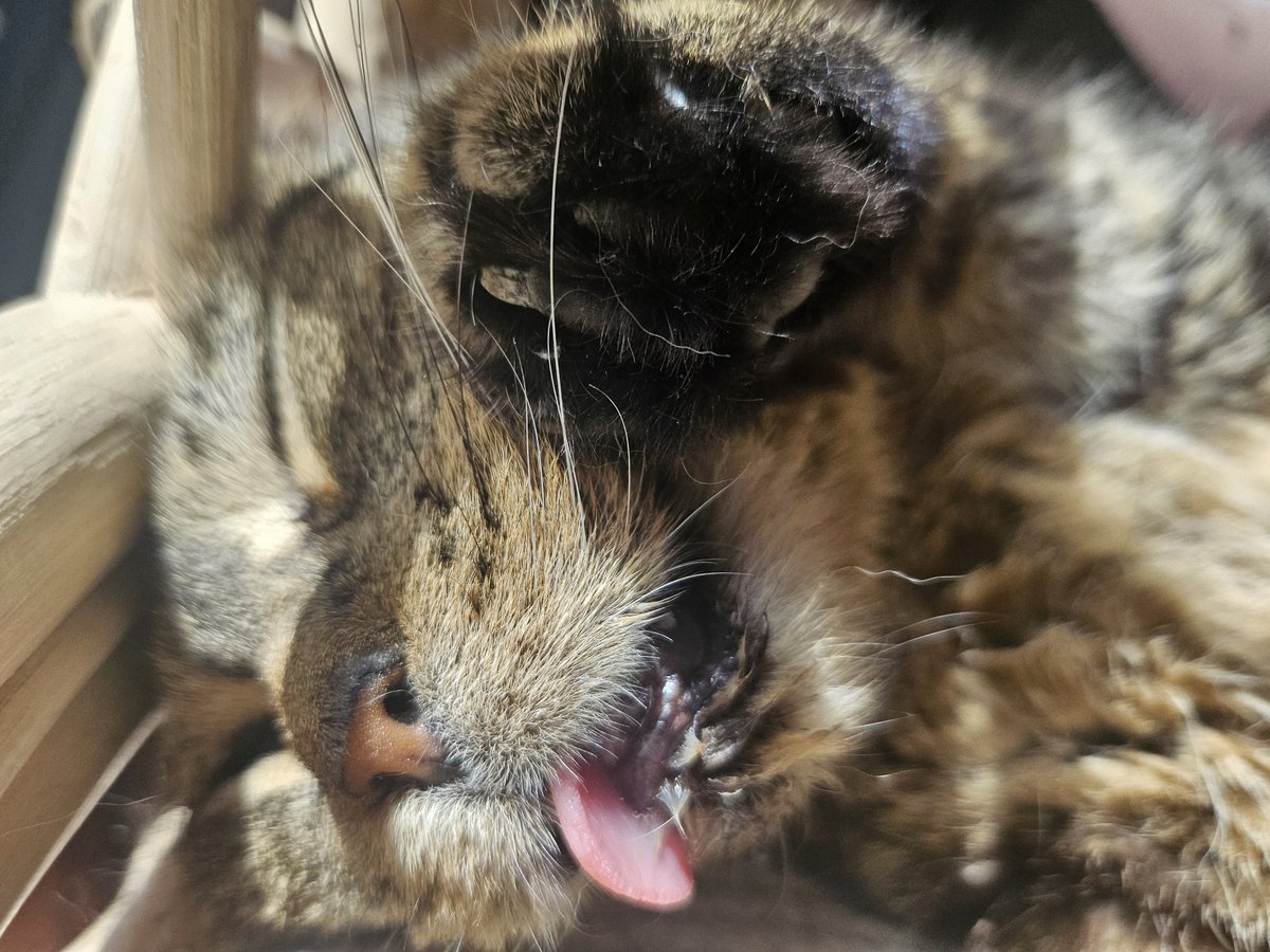 Autistic Cat tweet media