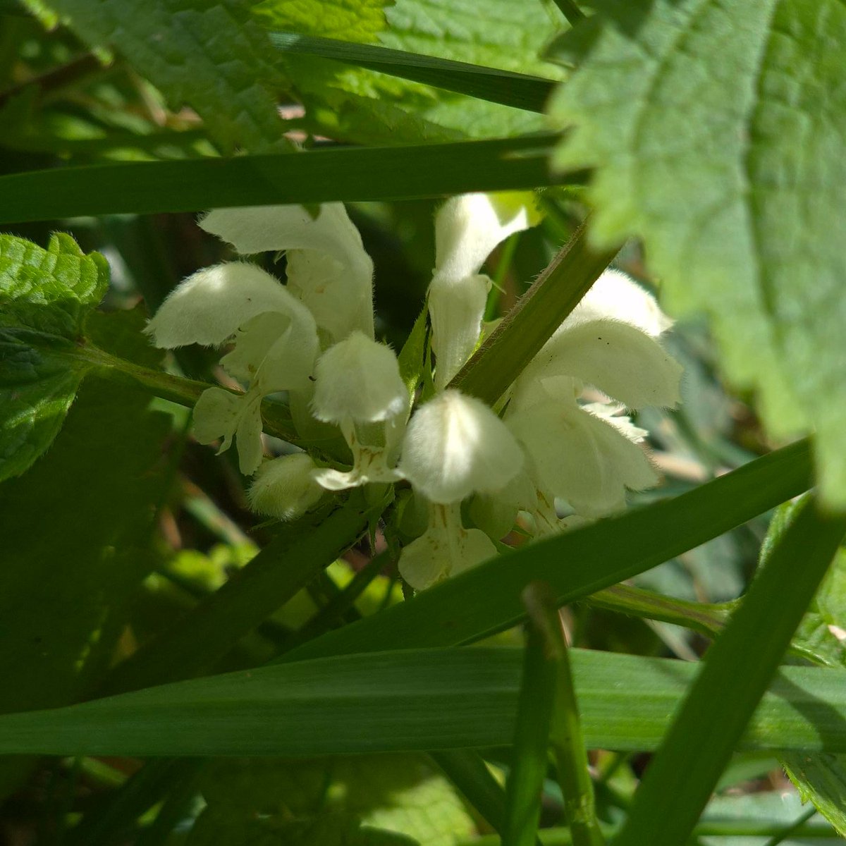 Thames Path National Trail tweet media