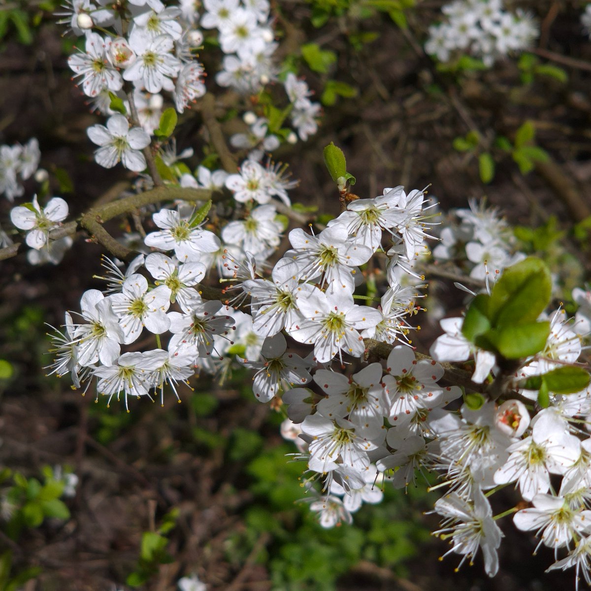 Thames Path National Trail tweet media