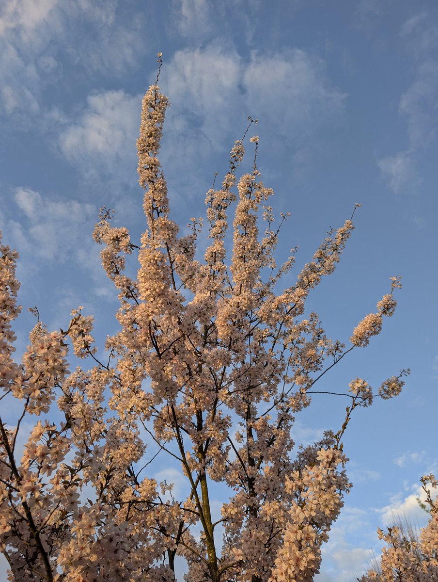 MW 🏳️‍🌈 #gay #florist #lovetocook tweet media
