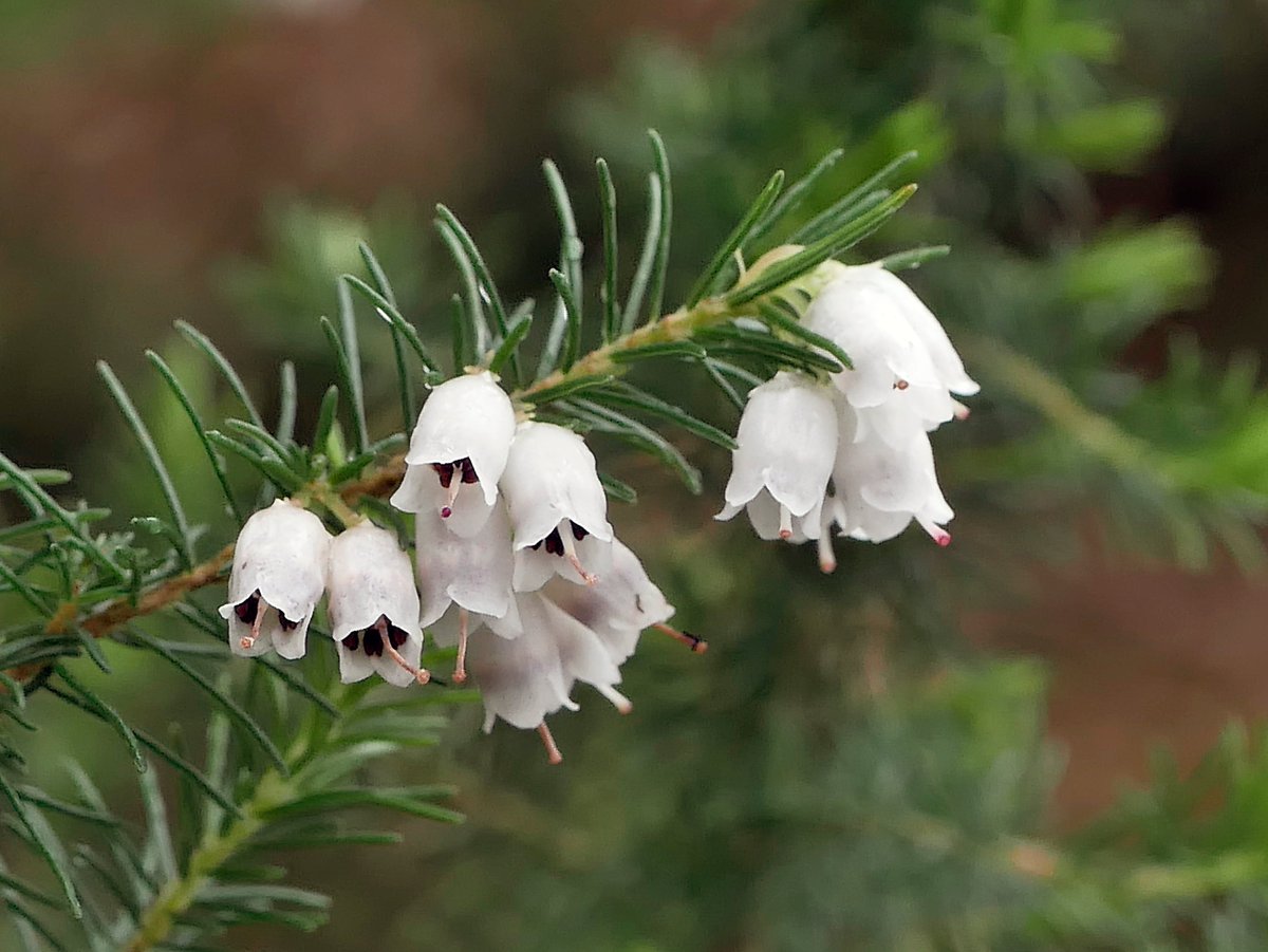 Sylvatica tweet media