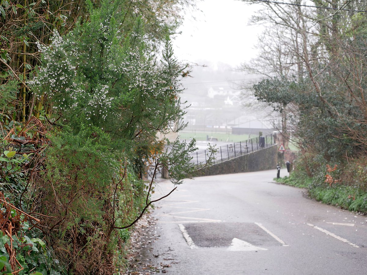 Sylvatica tweet media