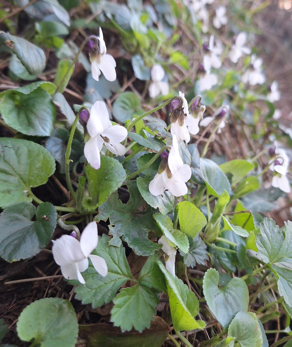 Jilly Will 🇺🇦 💙 Let's Rethink the Future tweet media