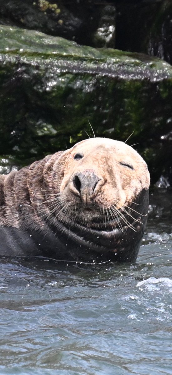 Grey seals made for an entertaining opening weekend with Cape May Whale Watcher Fleet! We had 14 in one trip.

We are cruising on weekends. You can seal the deal at CMWW.com to come out and see these cuties before they head north for Summer!

#greyseal #capemaynj