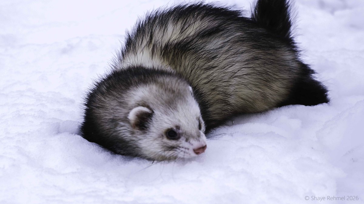 Pirate Software tweet media