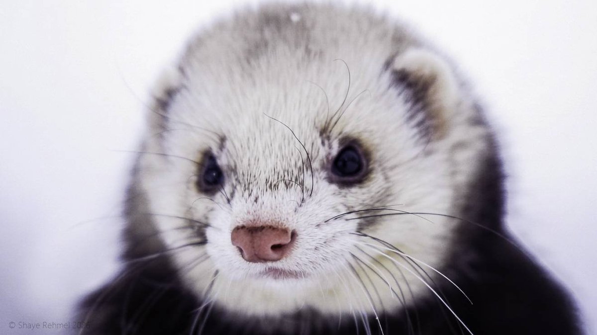 Pirate Software tweet media