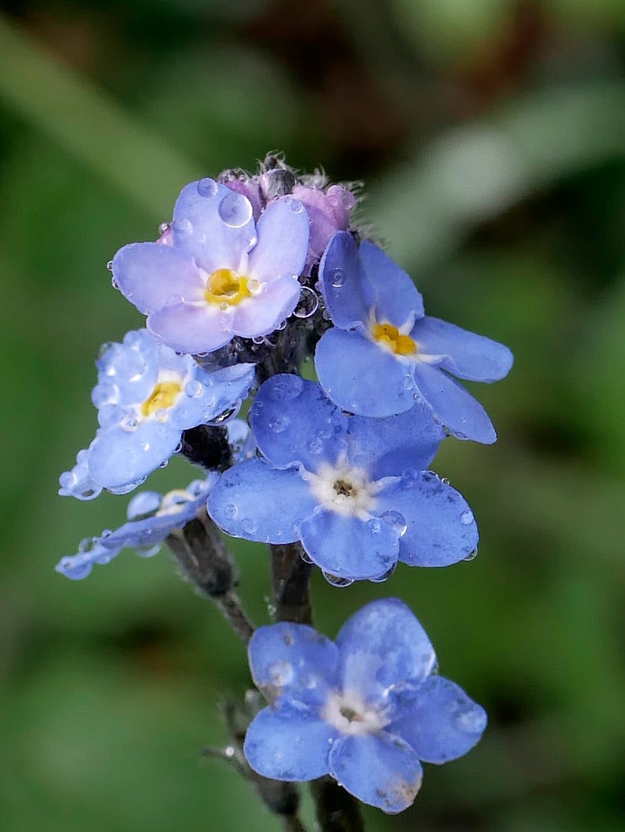 Sylvatica tweet media