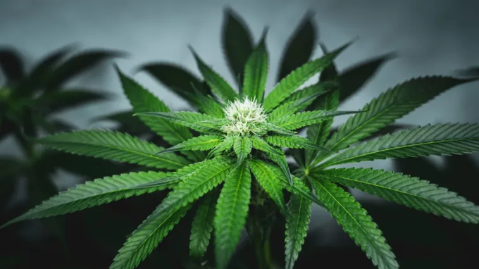SCryptowhale's tweet photo. ÚLTIMA HORA 🚨 : Una investigación no encuentra evidencia de deterioro cognitivo a largo plazo relacionado con el cannabis. https://t.co/M2Jk8E6YdE