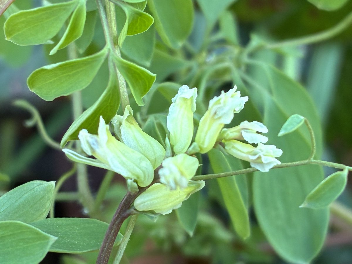 Big Meadow Search tweet media