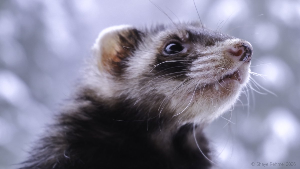 Pirate Software tweet media