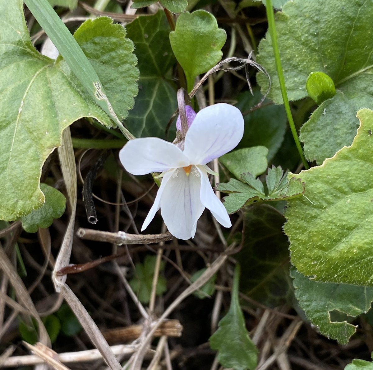 Rob Stephens tweet media