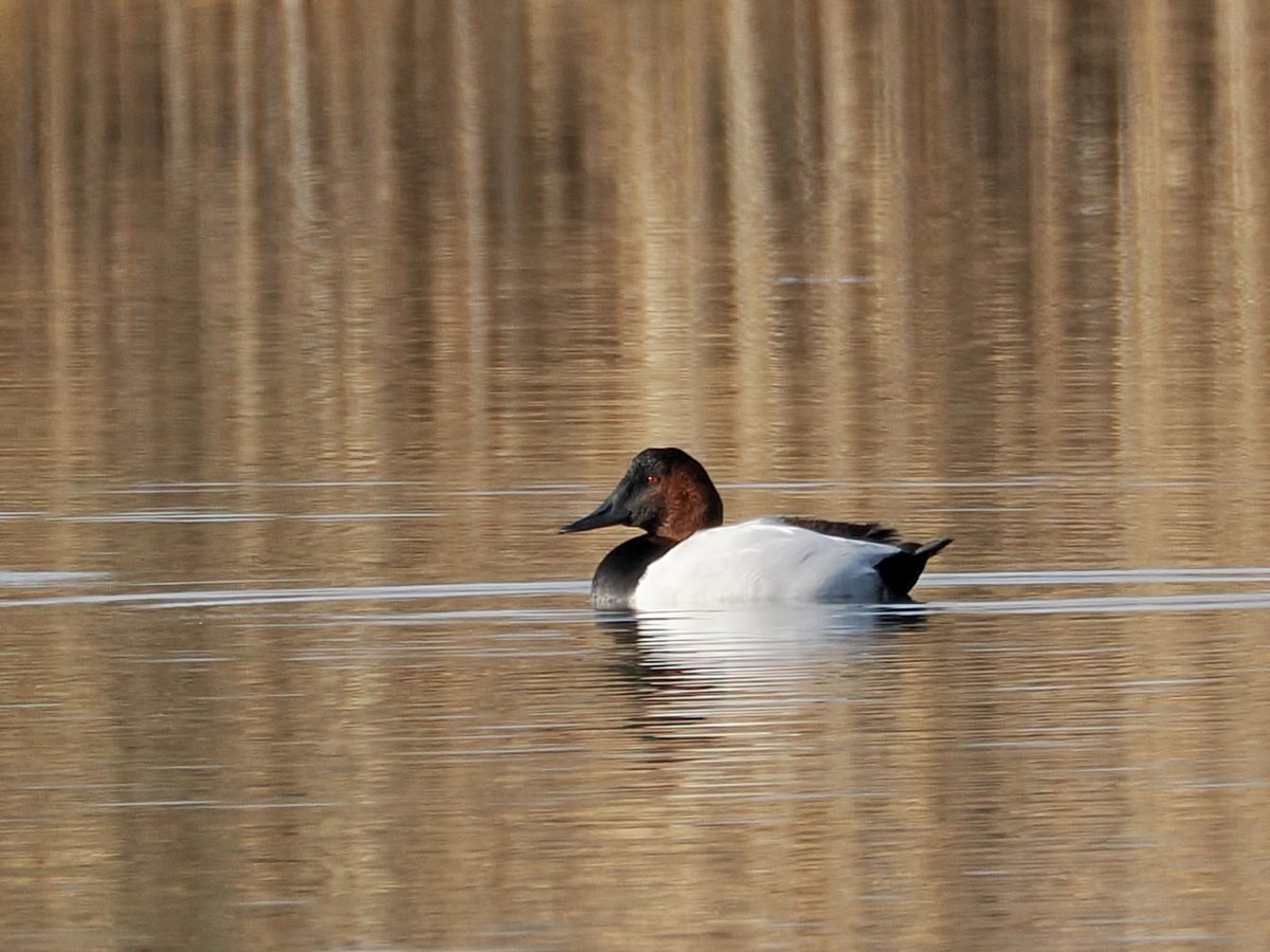 mawgdn's tweet photo. My Merlin #BirdOfTheDay is a #Canvasback. The only time I have seen these beauties was back in December in Rutkowski Park in Bayonne #birdwatching 12/07/25 https://t.co/L35Os8FBkk
