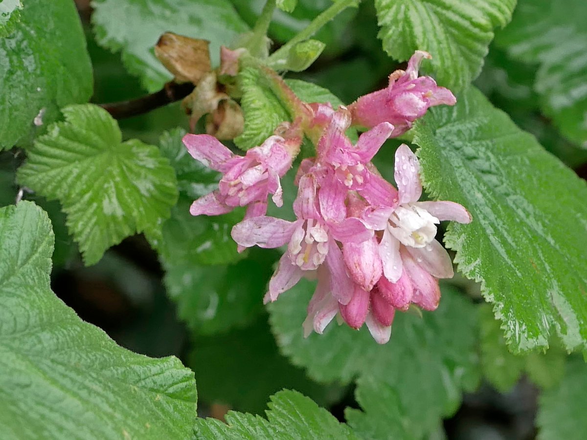 Sylvatica tweet media