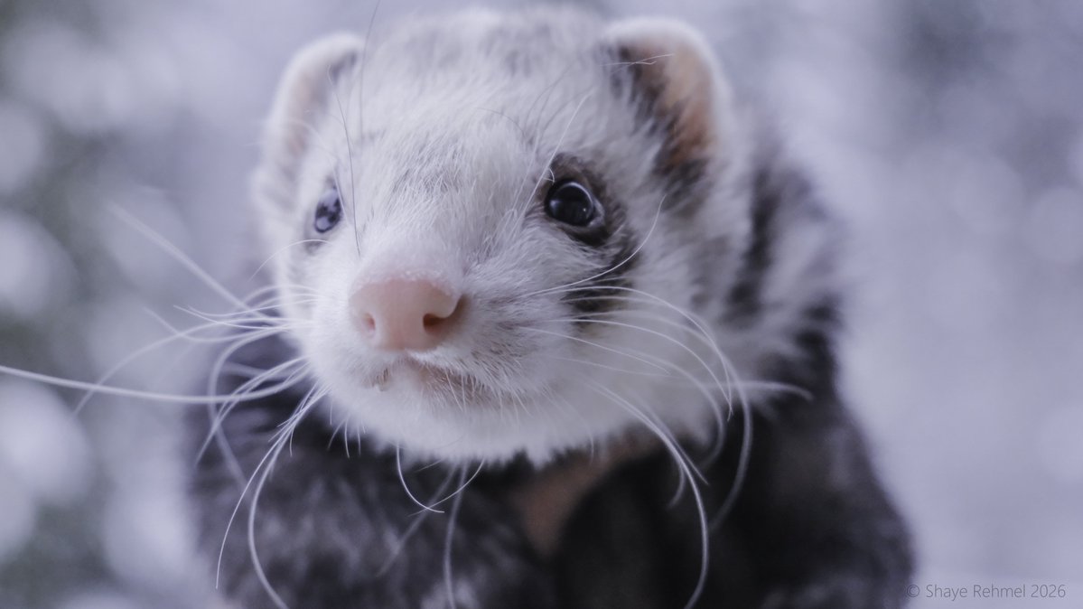 Pirate Software tweet media