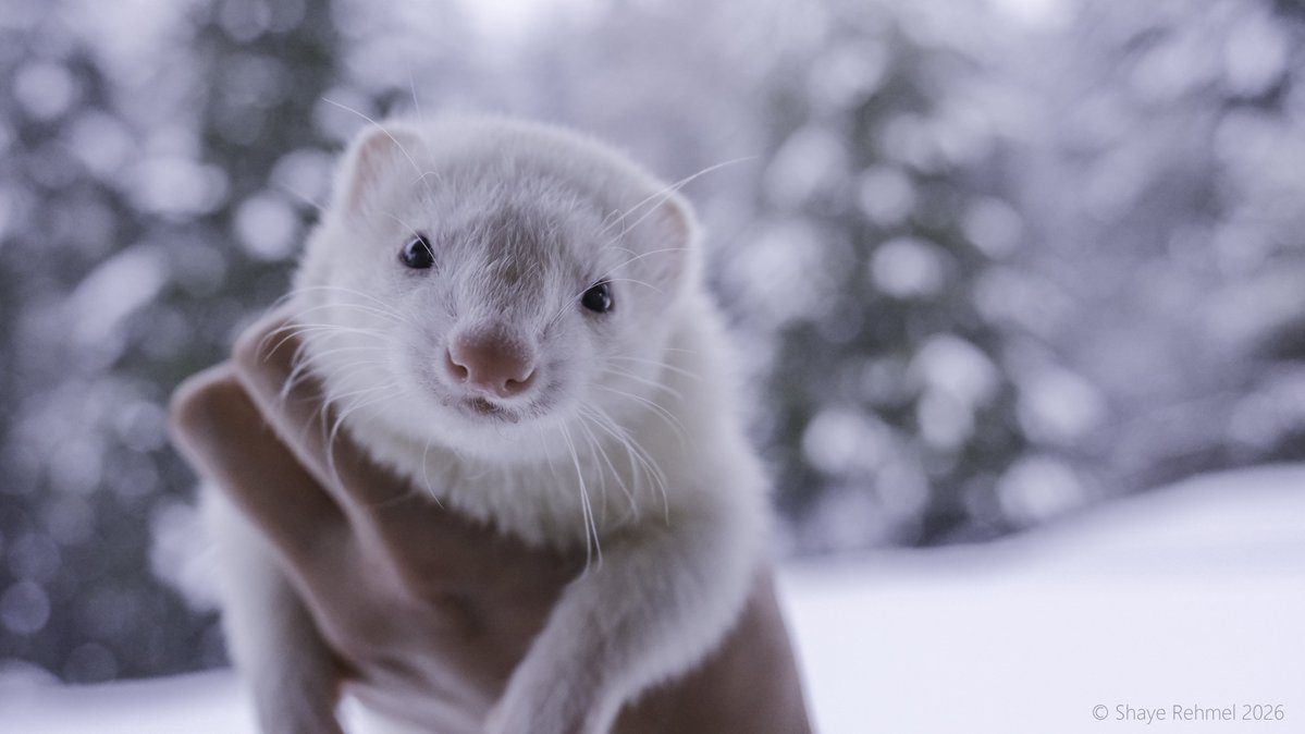 Pirate Software tweet media