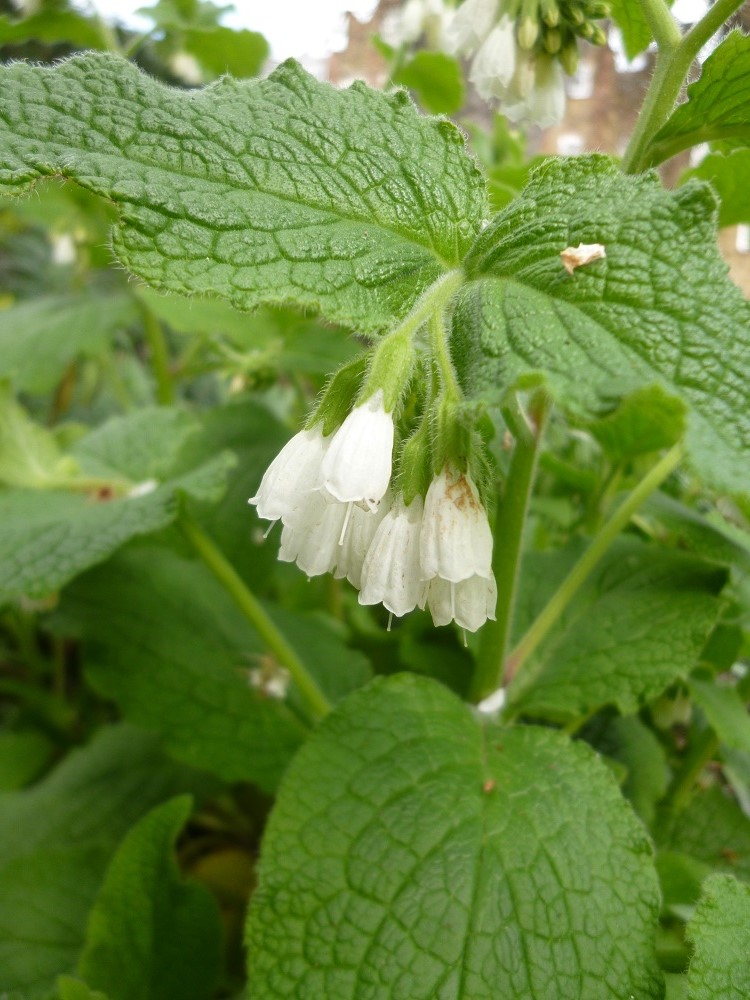 CommunityGdnsLondon tweet media