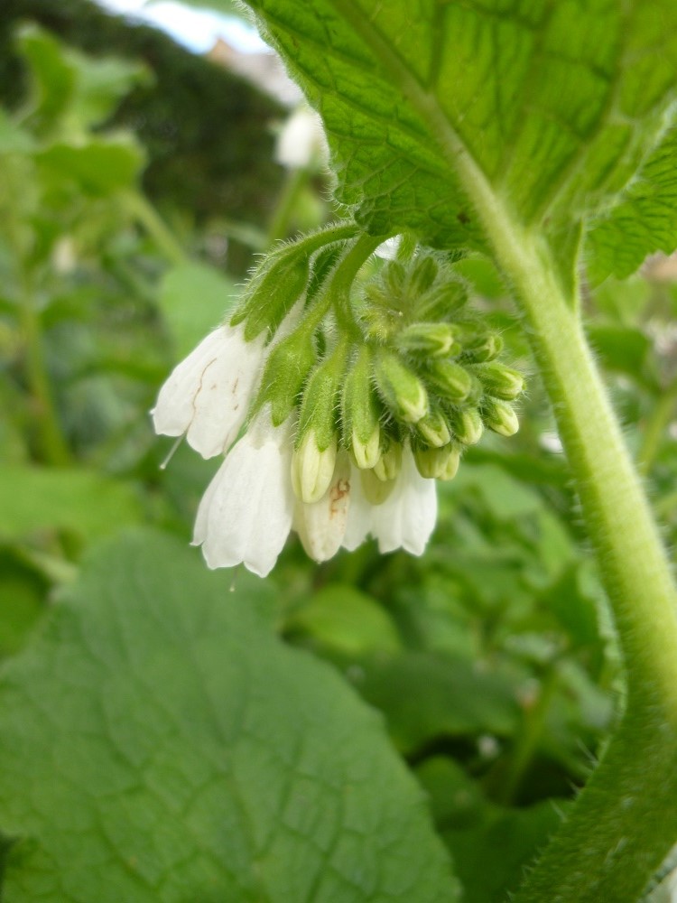 CommunityGdnsLondon tweet media