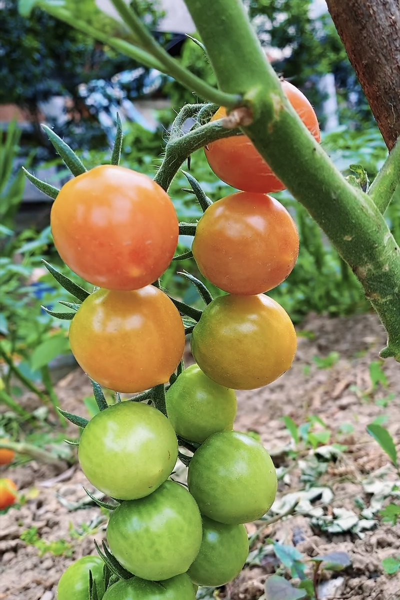 TROlOLOLL tweet media