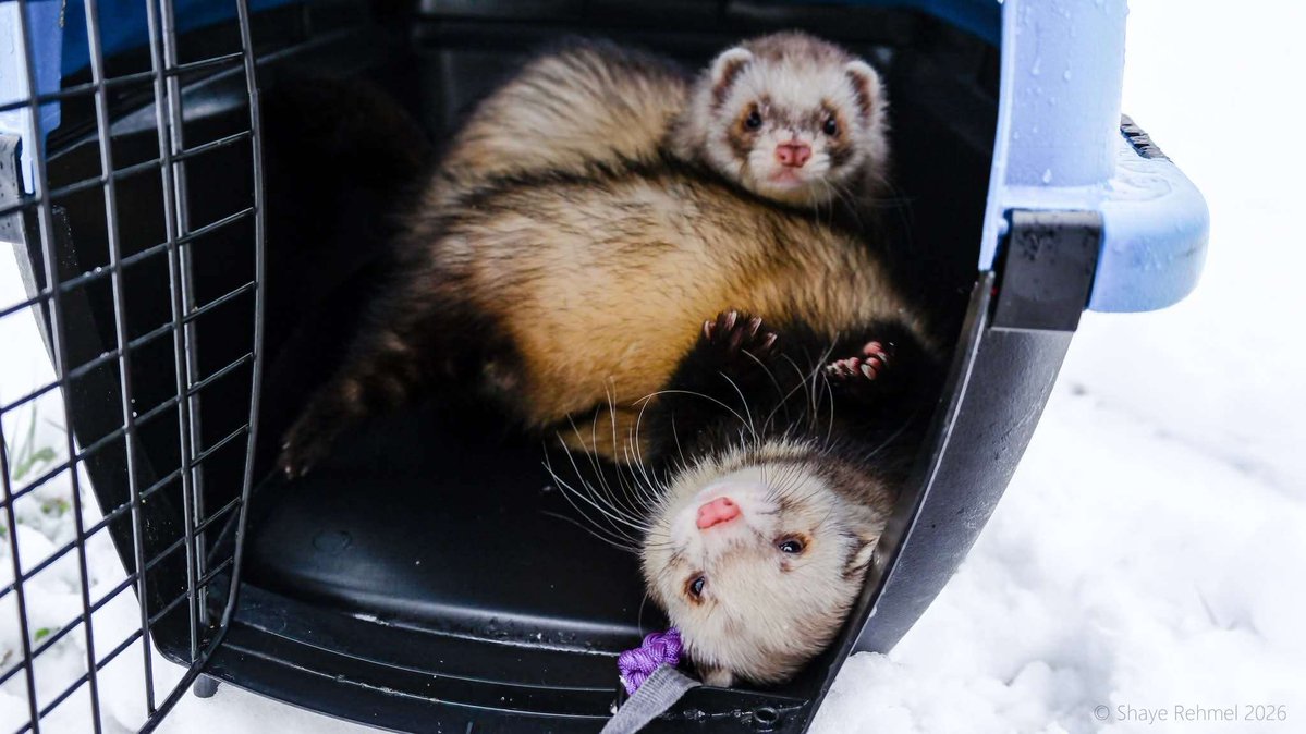 Pirate Software tweet media