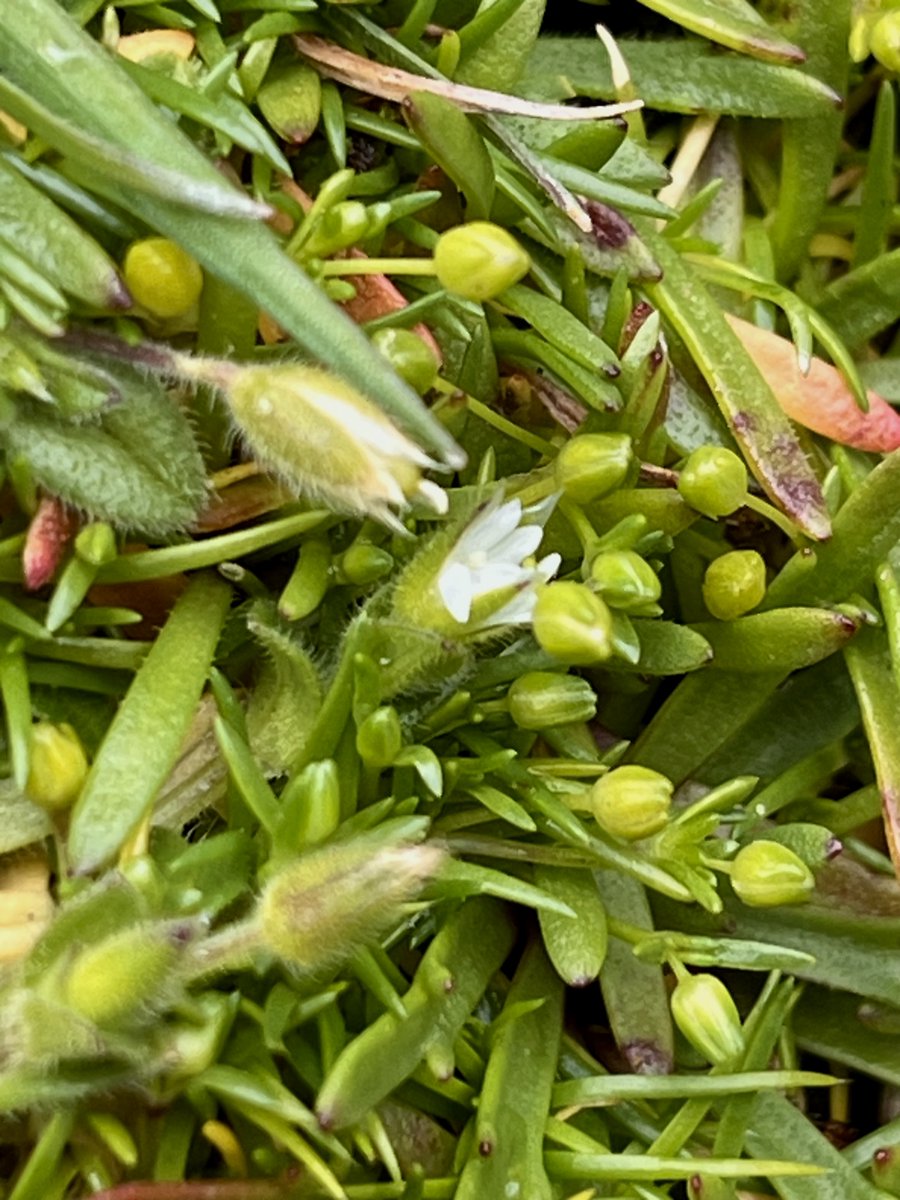 Sylvatica tweet media