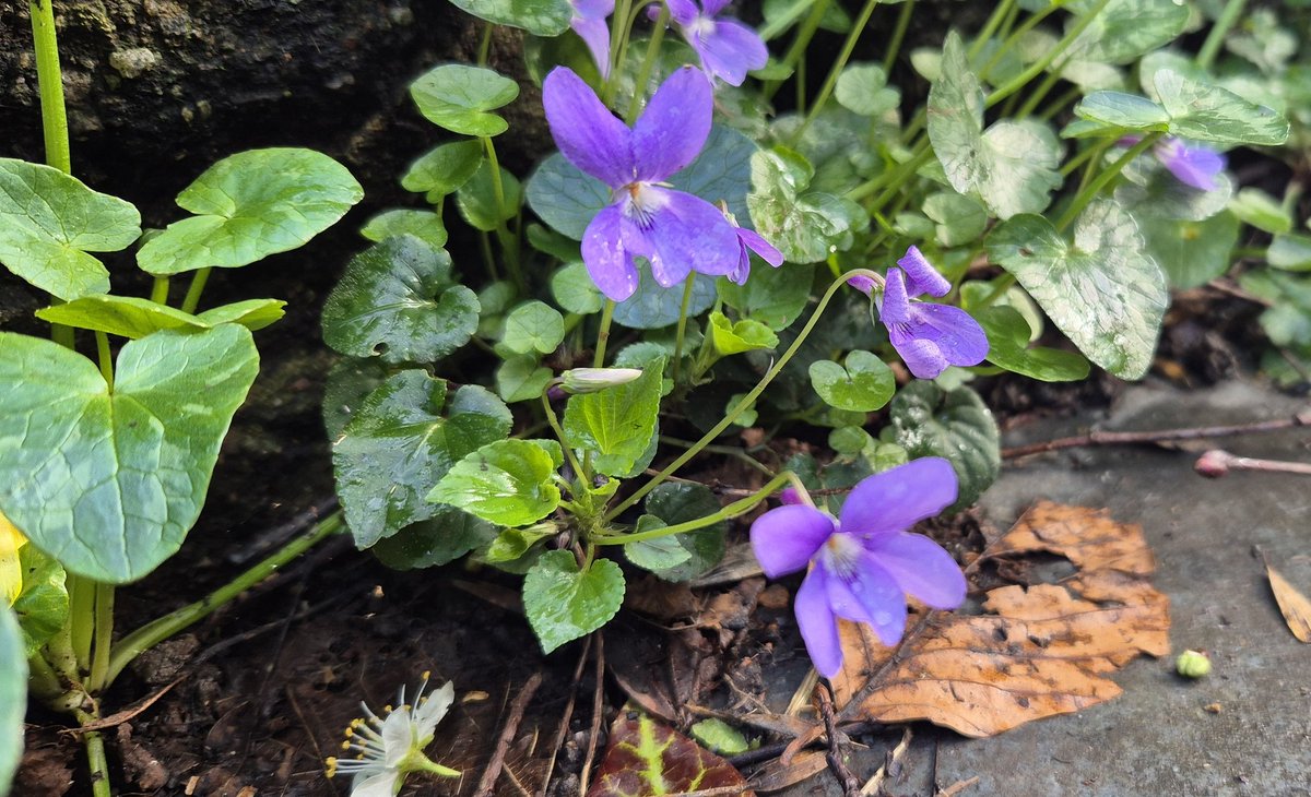 Ozymandiasdust's tweet image. Wild violets growing in an Exeter graveyard earlier this week. #violets @BSBIbotany @wildflower_hour #Devon #Exeter #wildflowerhour