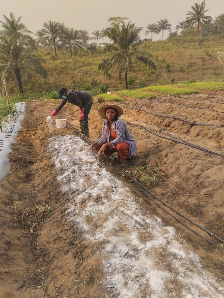 farmwithmarvy's tweet photo. Agriculture is not the problem.
The problem is that many young people have never been shown the opportunities within it.

True or false? https://t.co/0GeUeE3C0M