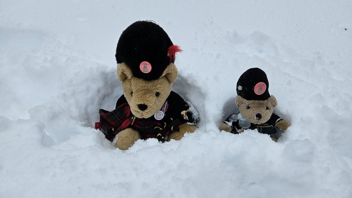 Swiss Piper Bears tweet media