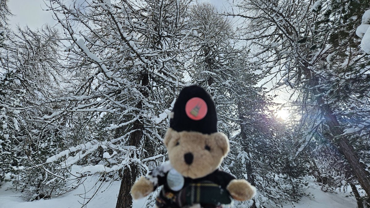 Swiss Piper Bears tweet media