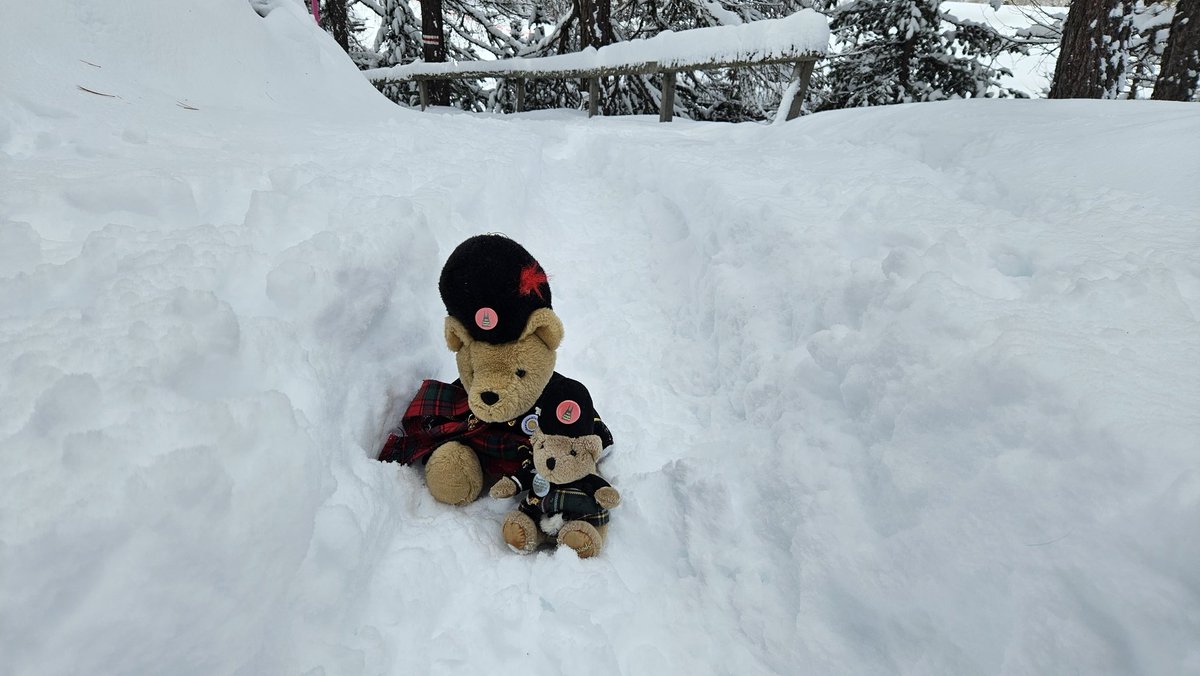 Swiss Piper Bears tweet media