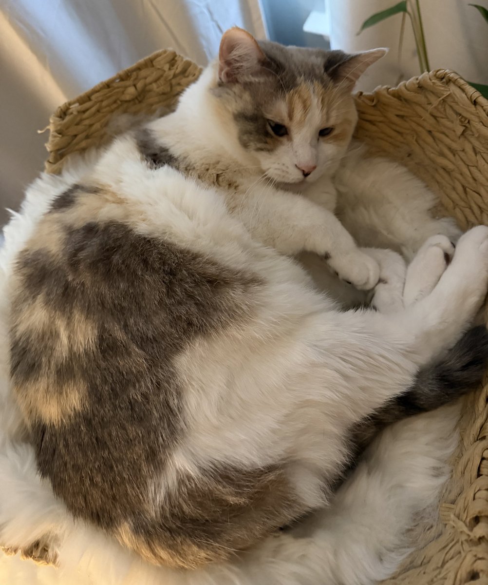 Panko A. Cat’s Mom tweet media