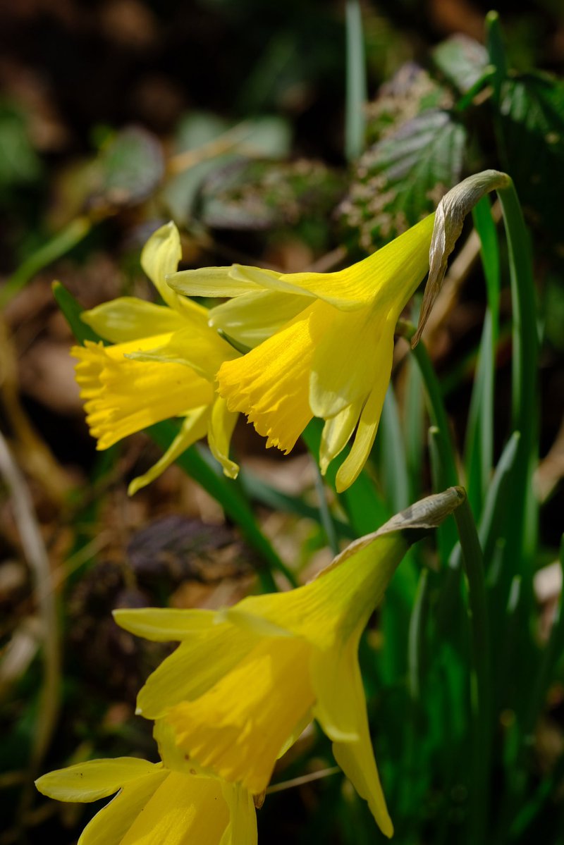 Alfred The Ordinary tweet media