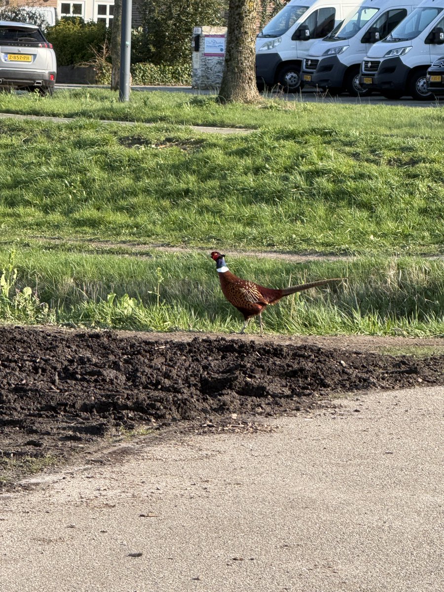 EJ Br🕊kkenrijder tweet media