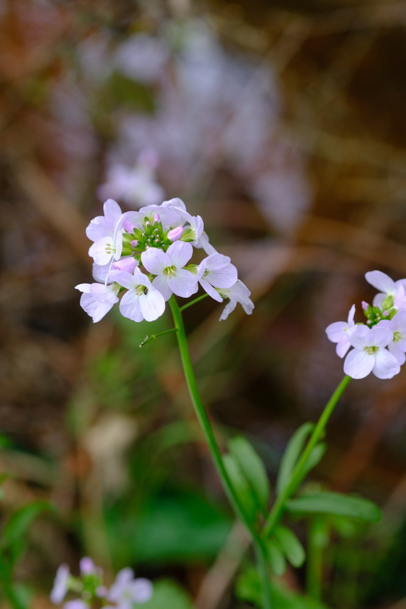 Alfred The Ordinary tweet media