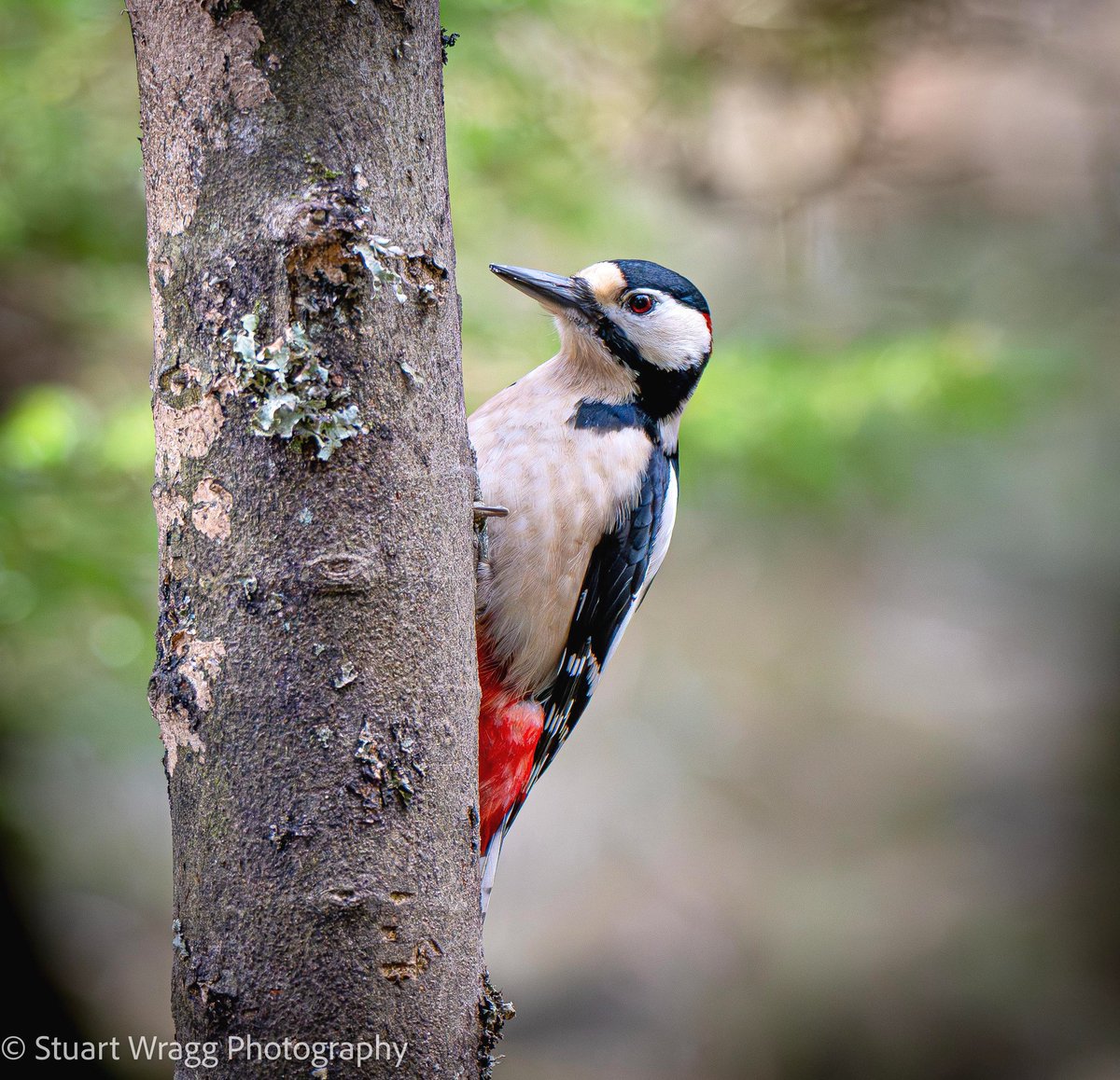 Stuart Wragg tweet media