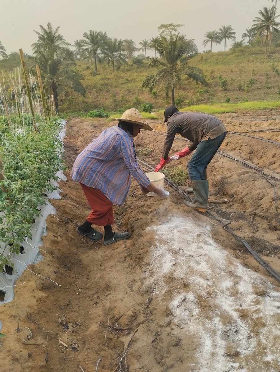 farmwithmarvy's tweet photo. The future billionaires of Africa may not come from tech alone. 

Some will rise from the soil. https://t.co/HtrzbcdCzH