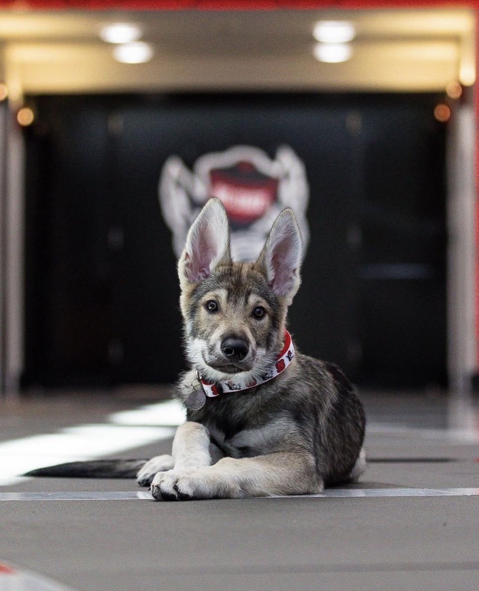 NC State University tweet media