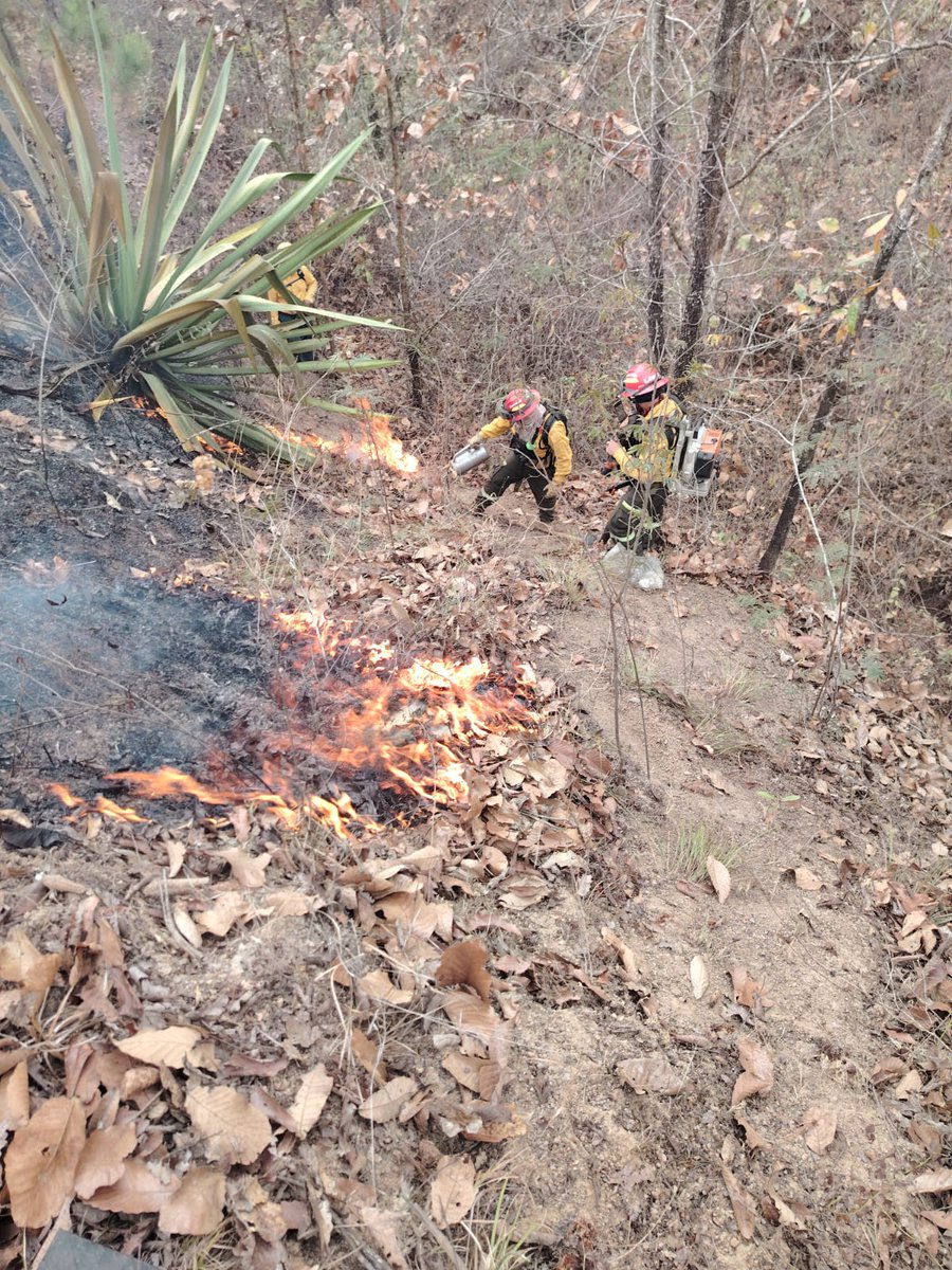 ConredGuatemala's tweet photo. #Guatemala Se reporta el 100% de control y 95% de liquidación del incendio registrado en aldea La Ciénaga, San Raymundo, Guatemala. Personal de #UGAM, @CONAPgt y #BALAM realizaron las acciones en el área.
Fotografías: Sistema CONRED. https://t.co/1bmw3sf5Lq
