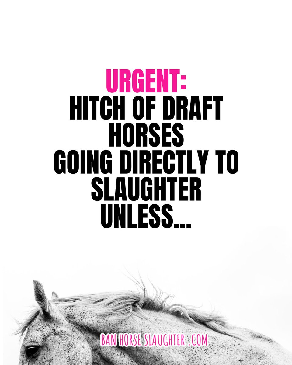 Ban Horse Slaughter tweet media
