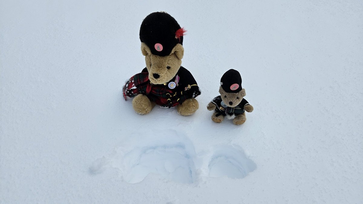 Swiss Piper Bears tweet media