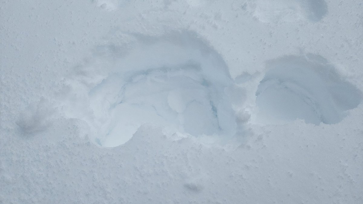 Swiss Piper Bears tweet media