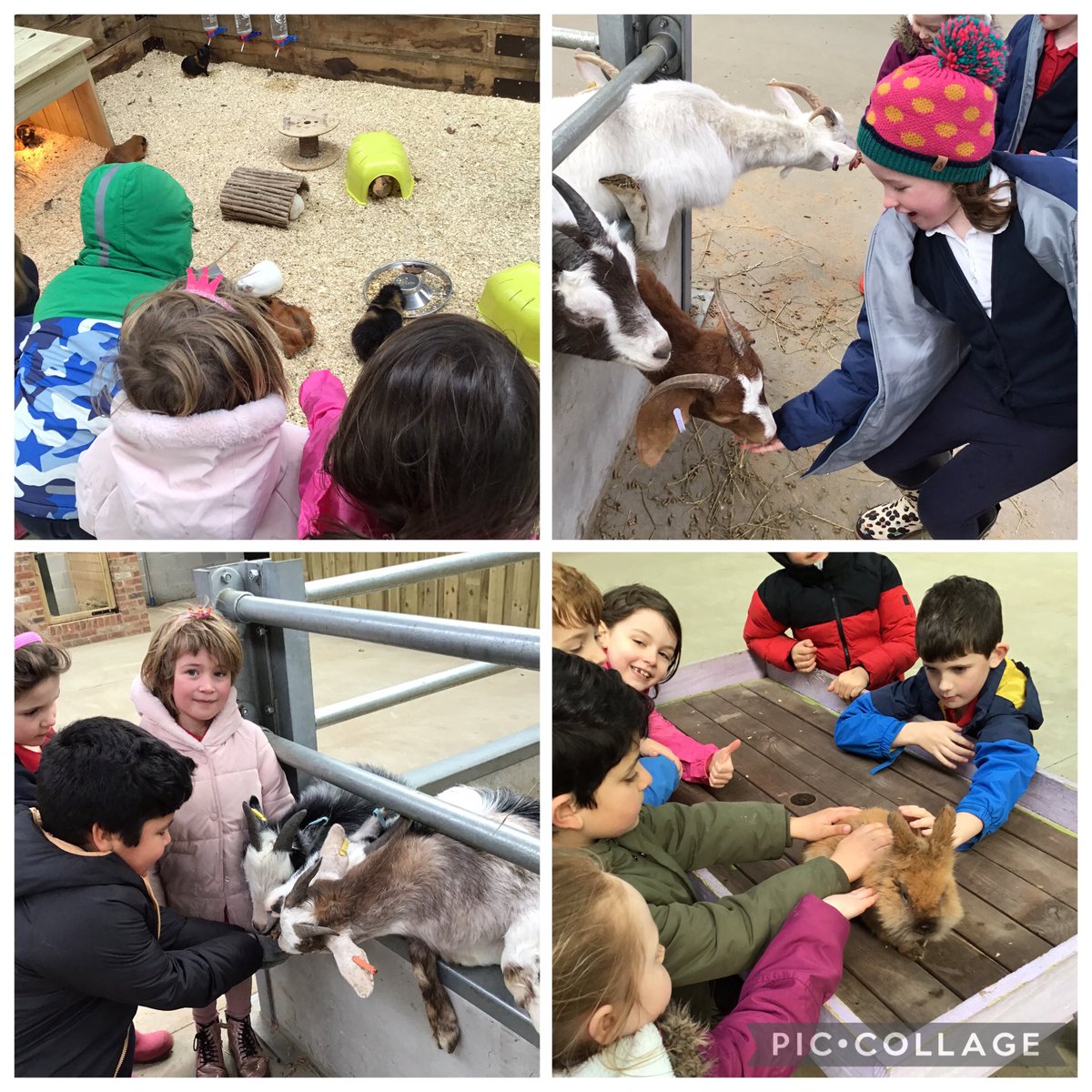 Elvington Church of England Primary School tweet media