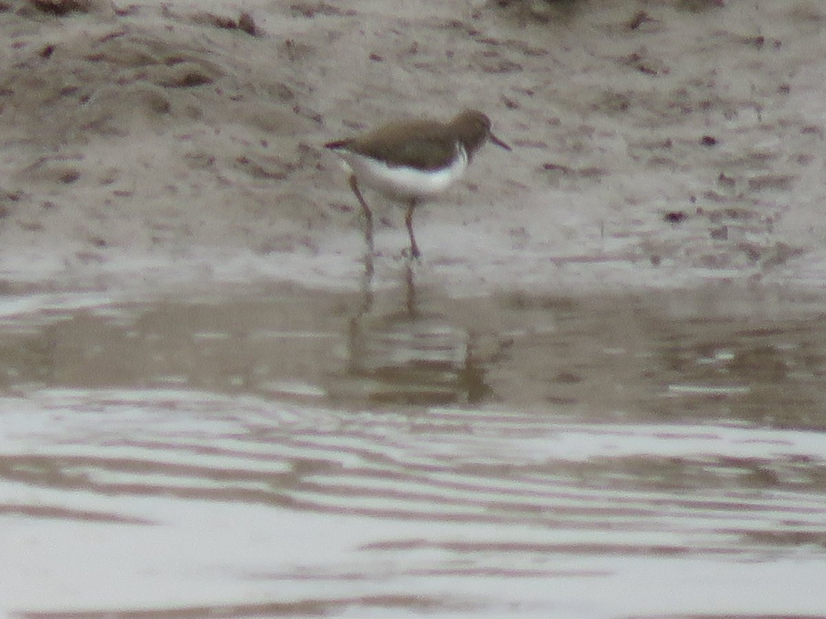 Peter Garbutt tweet media