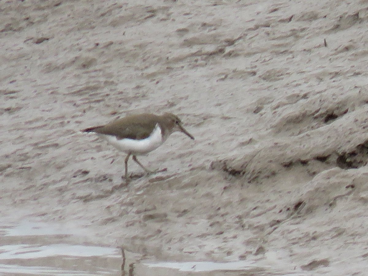 Peter Garbutt tweet media