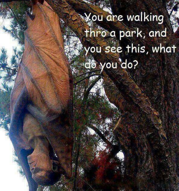 Nicolas DeSilva (☥𝐃𝐁) tweet media