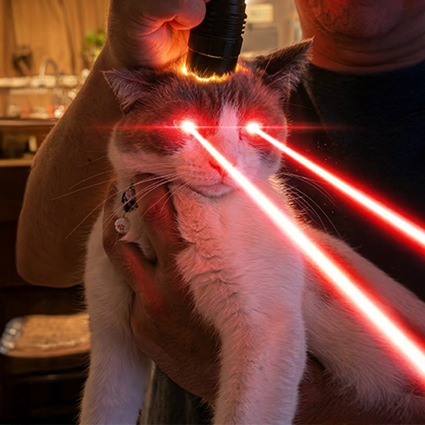 Mugiwara tweet media